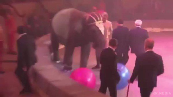 Слон трохи не збив Кобзона на арені цирку. Відео. Чиновники вийшли на арену з нагоди урочистого відкриття цирку.
