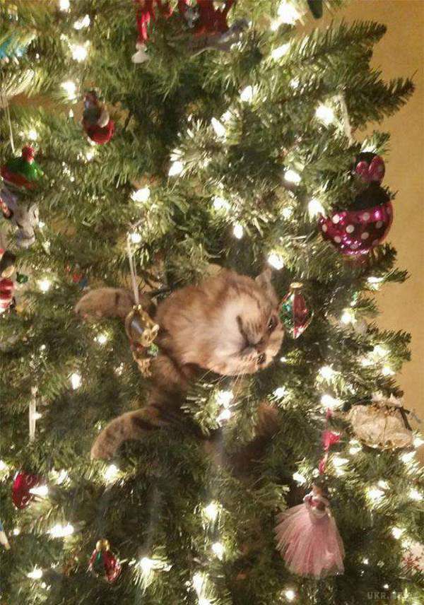 Забавні кішки, які люблять прикрашати новорічну ялинку (фото). Перевірте, а чи на місці ваша ялинка.