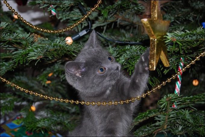 Забавні кішки, які люблять прикрашати новорічну ялинку (фото). Перевірте, а чи на місці ваша ялинка.