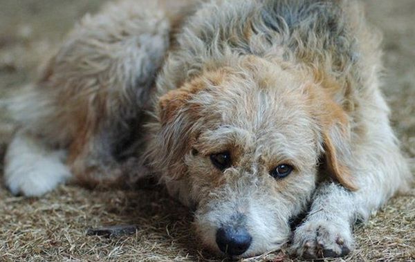 Бездомний пес врятував дівчину, яку збили і викинули помирати в ліс,. Постраждала могла би вмерти від переохолодження, якби тварина не зігрівала її до появи правоохоронців.