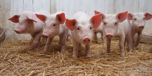 Росія ввела заборону на свинину з України. Заборона на ввезення свинячої продукції з України пов'язана з африканською чумою свиней.