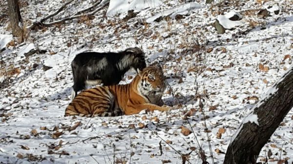 Життя тигра Амура і його друга-козла висвітлюють у реаліті-шоу. На офіційному сайті Приморського сафарі-парку розпочалася онлайн-трансляція життя козла Тимура і тигра Амура