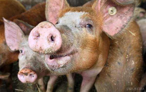 На Полтавщині виявили вірус африканської чуми. Все поголів'я свиней буде утилізовано.