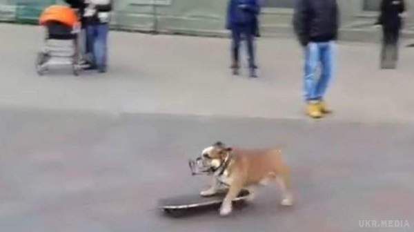 Бульдог-скейтбордист повеселив перехожих в Одесі. Відео. Пес-скейтбордист вибрав відповідне місце для своїх трюків.