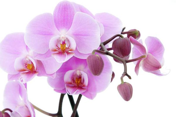 Як доглядати за орхідеями правильно: основні рекомендації (фото). Завівши у себе вдома орхідеї, ми чекаємо від цих вишуканих ніжних рослин неповторного, радующего очей цвітіння в оточенні міцного зеленого листя. Але нерідко замість радості отримуємо тривоги за їх стан і життя.