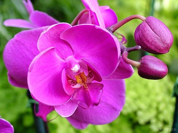 Як доглядати за орхідеями правильно: основні рекомендації (фото). Завівши у себе вдома орхідеї, ми чекаємо від цих вишуканих ніжних рослин неповторного, радующего очей цвітіння в оточенні міцного зеленого листя. Але нерідко замість радості отримуємо тривоги за їх стан і життя.