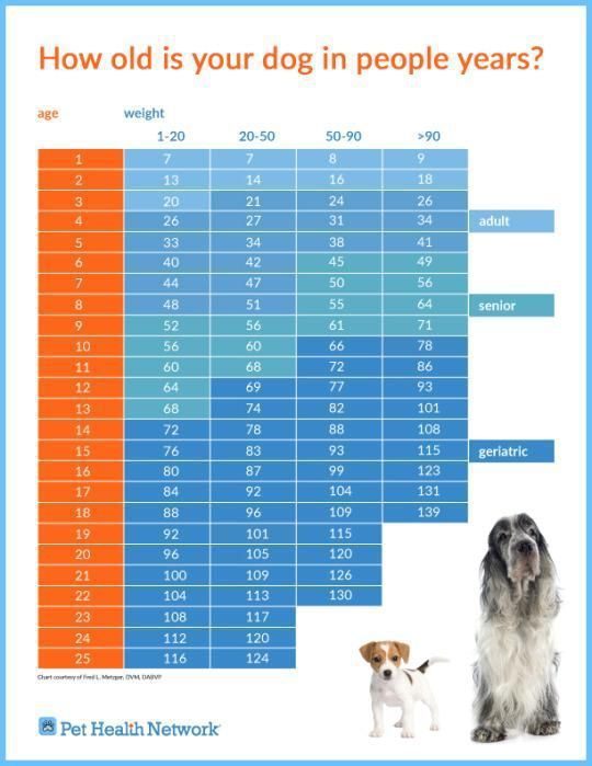 Не помножити на 7: Як дізнатися вік кішки або собаки в "людських" роках (інфографіка). Дорослішання тварини залежить від багатьох факторів.