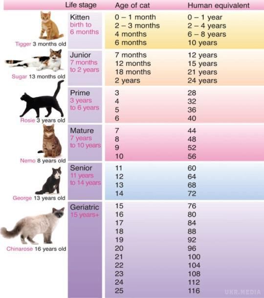 Не помножити на 7: Як дізнатися вік кішки або собаки в "людських" роках (інфографіка). Дорослішання тварини залежить від багатьох факторів.