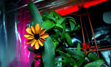 На МКС вперше зацвіла квітка. На борту МКС після серії безуспішних спроб виростити декоративну рослину розпустилася квітка айстри-цинії.