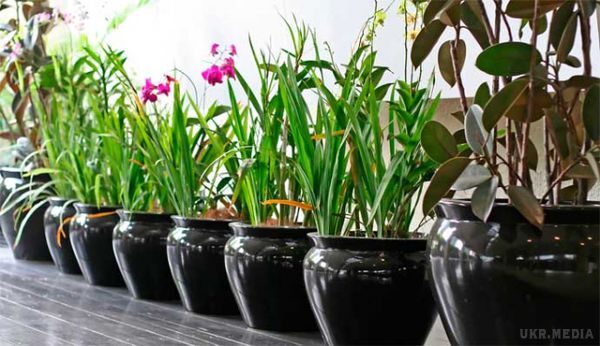5 рослин, що мають знаходитися у вашій спальні. Кімнатні рослини фільтрують повітря і насичують киснем ваш будинок, вони також додають такий необхідний колір будинку та вашиму життю.