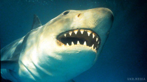 Семиметрова акула налякала відвідувачів пляжу в Австралії. Гігантська акула, приблизно сім метрів в довжину, налякала відвідувачів пляжу в Австралії.