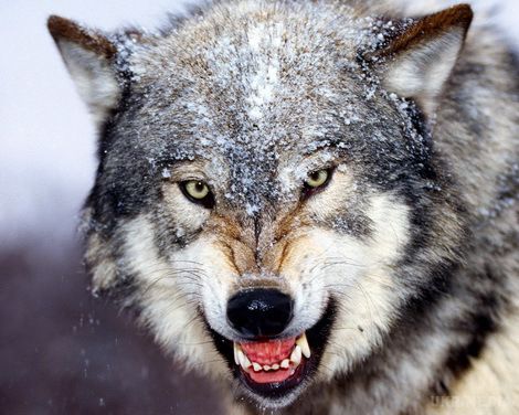 Фінляндія дозволила відстріл вовків. Влада Фінляндії знову дозволила відстріл сірих вовків. Мисливцям з ліцензією буде дозволено вбити близько п'ятої частини популяції цих тварин.