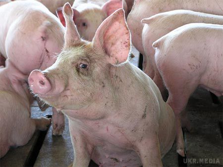 Україною продовжує поширюватися Африканська чума диких свиней. У Полтавській області виявили перший цього року випадок зараження дикого кабана африканською чумою свиней