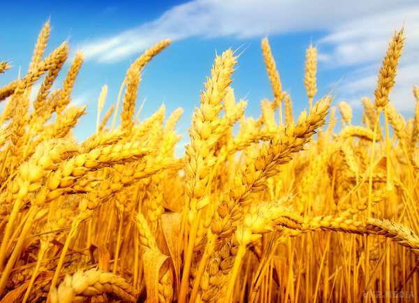 Експорт українського збіжжя б'є рекорди. Як повідомили в Мінагрополітики, у першому півріччі 2015-2016 маркетингового року Україна збільшила постачання зернових культур на зовнішні ринки на 13%