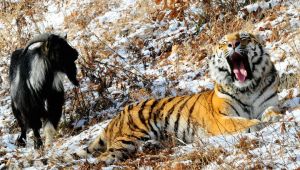 Кінець міцної дружби? Тигр Амур ледь не убив козла Тимура. Між нерозлучними друзями тигром Амуром і козлом Тимуром, що живуть у приморському сафарі-парку, відбувся серйозний конфлікт.