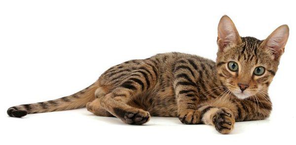 Топ-18 найдорожчі породи кішок (фото). Кішки — ласкаві і ніжні створіння, які вже понад 10 тисяч років живуть поруч з людиною, і сьогодні вважаються одними з найпопулярніших домашніх тварин.