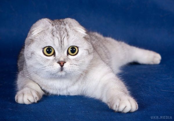 Топ-18 найдорожчі породи кішок (фото). Кішки — ласкаві і ніжні створіння, які вже понад 10 тисяч років живуть поруч з людиною, і сьогодні вважаються одними з найпопулярніших домашніх тварин.