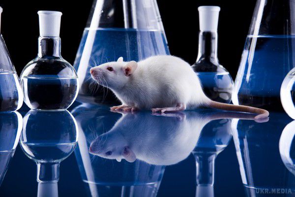 Вчені США змогли продовжити життя мишам на третину очищенням організму. Вчені в США заявили про відкриття, яке дозволяє продовжувати молодість і боротися з процесом старіння в живих організмах шляхом видалення вже втратили здатність ділитися клітин. Це, за деякими даними, продовжить життя організму на 35-42%.