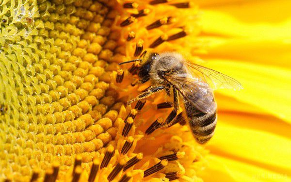 Вчені звинуватили людину в поширенні захворювань серед бджіл. Вчені з Великобританії, вивчаючи причини виникнення різних епідемій серед бджіл, прийшли до висновку, що поширення захворювань серед цього виду літаючих комах спричинене діяльністю людини.