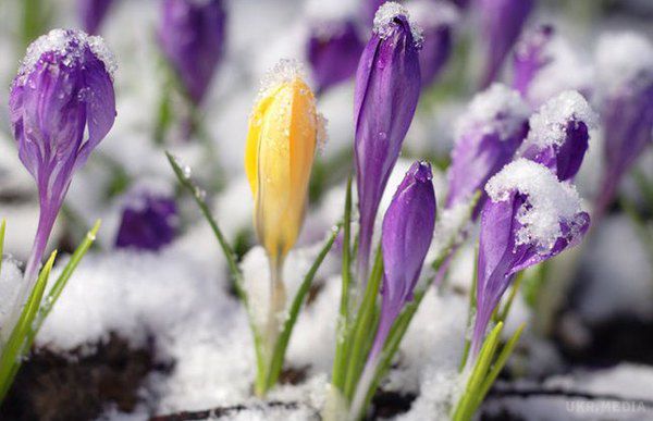 В Україну в середині лютого на тиждень прийде весна. За прогнозами синоптиків, наступний тиждень в Україні буде нетипово теплим - до +15-17