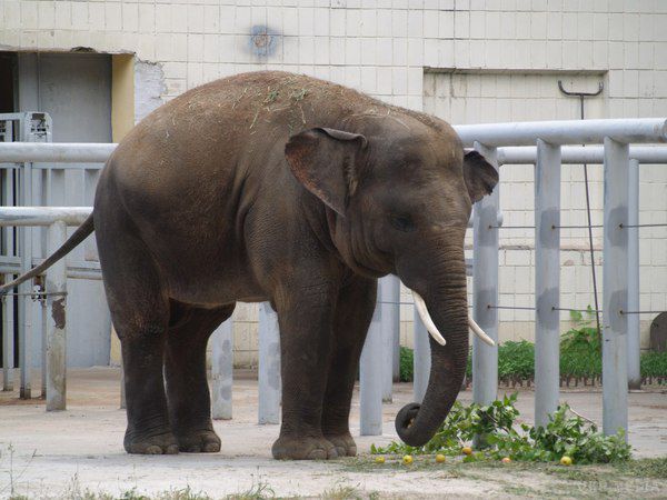 Слон Хорас святкує свій день народження у столичному зоопарку. У Київському зоопарку відсвяткували одинадцятиліття слона Хораса.
