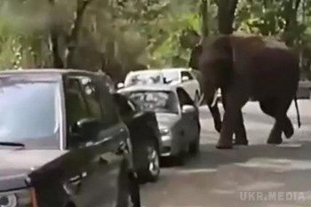 У Китаї розлючена слониха розтоптала 15 автомобілів. Дика слониха з китайського заповідника атакувала 15 автомобілів, припаркованих на туристичній дорозі