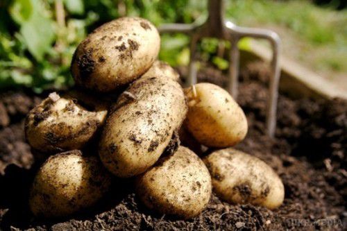 Чому української картоплі нема в ЄС. Європейське законодавство досить жорстке щодо дотримання фітосанітарного контролю продукції, яка вирощується або ввозиться на територію Європейського Союзу