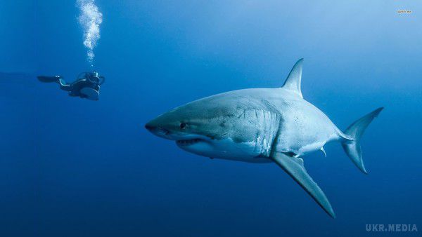 Вчені: Люди здатні не гірше акул відновлювати зуби за один день. Британські вчені змогли довести, що людина здатна регенерувати зуби не гірше акул. На думку фахівців, нові зуби можуть зрости всього за один день.