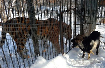 Тигр Амур і цап Тимур з російського сафарі-парку вперше зустрілися після сварки в кінці січня(ВІДЕО). Реаліті-шоу з тигром і цапом у головних ролях має продовження