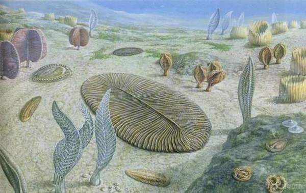 Стала відома причина першого вимирання на Землі. В геологічній історії кембрію, першого періоду Палеозойської ери, передує едиакарський.
