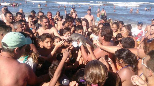 Дитинча дельфіна вбив натовп туристів. Туристи на пляжі курорту Санта Тересіта в столиці Аргентини Буенос-Айресі витягли з води молодого дельфіна, щоб сфотографувати його і зробити з ним селфі