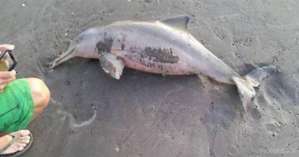 Дитинча дельфіна вбив натовп туристів. Туристи на пляжі курорту Санта Тересіта в столиці Аргентини Буенос-Айресі витягли з води молодого дельфіна, щоб сфотографувати його і зробити з ним селфі