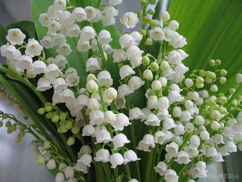 Вихідні на 8 березня в Україні 2016. Вихідні дні у березні – це улюблене час для всіх жінок, адже все завдяки Міжнародному жіночому дню і можна присвятити час собі коханій.