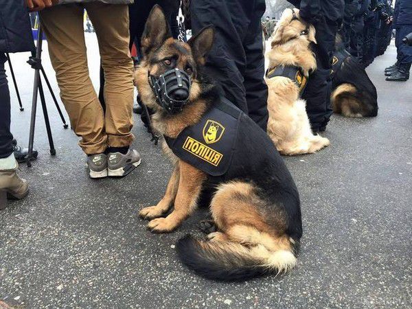  Новенька форма для поліцейських собак в Україні. В Україні створили форму для поліцейських... собак.