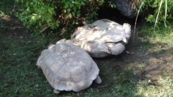 Дивовижне відео: Черепаха врятувала життя своєму другові (відео). У зоопарку Тайбея відвідувачі зняли дивовижне відео з черепахою-рятувальником.