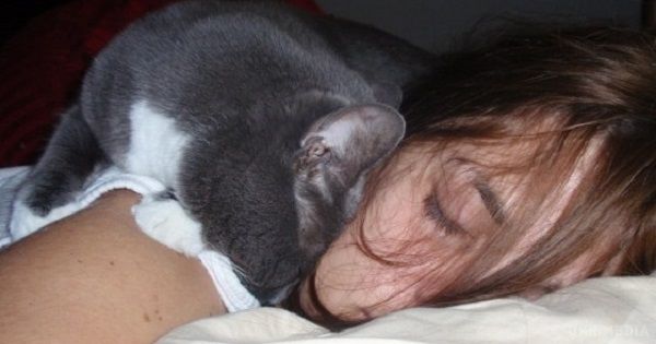 Чому коти так люблять спати на своїх господарях!. Те, що кішки дуже люблять спати на своїх господарях, - далеко не новина. Багато хто помічав за своїми улюбленцями таку звичку, але не надавали їй особливого значення. Виявляється, у цього феномена є пояснення. Зовсім недавно британські вчені провели серію досліджень, щоб розкрити причину такої поведінки наших вусатих-хвостатих друзів.