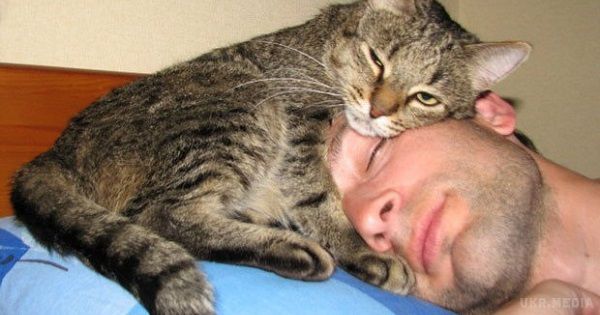 Чому коти так люблять спати на своїх господарях!. Те, що кішки дуже люблять спати на своїх господарях, - далеко не новина. Багато хто помічав за своїми улюбленцями таку звичку, але не надавали їй особливого значення. Виявляється, у цього феномена є пояснення. Зовсім недавно британські вчені провели серію досліджень, щоб розкрити причину такої поведінки наших вусатих-хвостатих друзів.