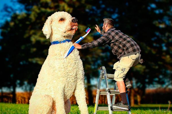 Американець завів "величезного" пса (фото). Кріс Клайн став справжньою зіркою соціальних мереж після того, як почав публікувати знімки свого "великого" пса. Фотографії американець підписує іронічними коментарями.