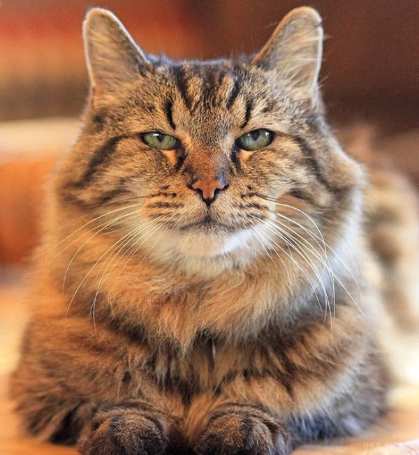  День народження святкує найстаріший кіт у світі (фото). Знайомтеся, перед вами найстаріший кіт у світі.