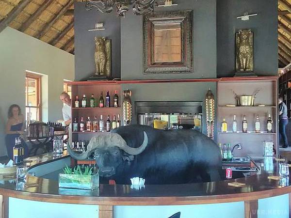 ПАР. Дикий буйвол заглянув в бар і викупався в басейні місцевого готелю. Дика тварина вирішила відвідати невеликий готель, щоб поплавати в басейні і що-небудь перекусити. 