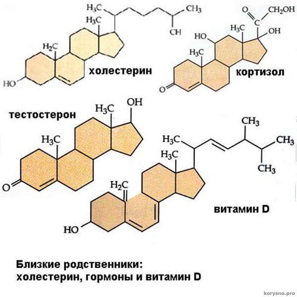 Правда про холестерин, яку ви навряд чи знали. Саме зараз настав той момент, коли читачеві слід нарешті розповісти правду про біохімію, метаболізм холестерину і функціях