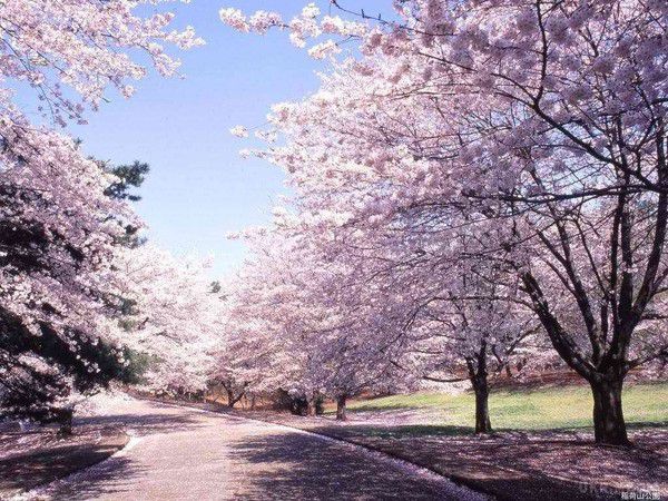 В Японії зацвіла сакура. У Токіо офіційно сповістили про початок цвітіння сакури.