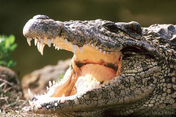  На острові Раджа-Ампат в  Індонезії крокодил з'їв росіянина, - ЗМІ.  В Індонезії знайшли тіло 37-річного росіянина, який вважався зниклим безвісти.