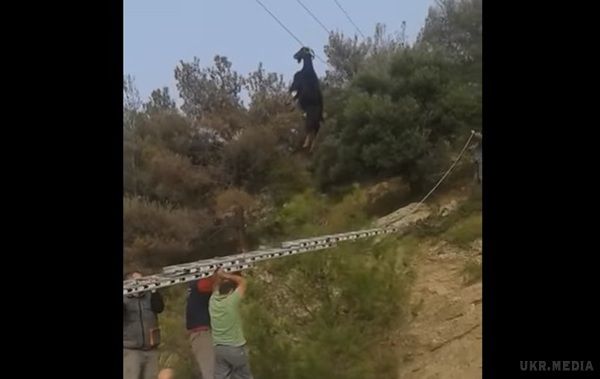 У Греції коза повисла на електропроводі. Відео з твариною за кілька днів зібрало майже 300 тисяч переглядів.
