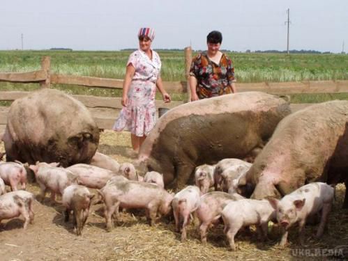  В Україні відтепер селяни можуть реєструвати сімейні фермерські господарства.  Рада ухвалила закон, що передбачає можливість реєстрації особистих селянських господарств, які бажають продавати свою продукцію, як сімейні фермерські господарства з набуттям статусу юридичної особи- - підприємця.