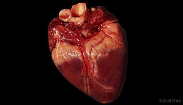 Вчені повідомляють про можливість пересадки свинячого серця людині. Американські дослідники з Національного Інституту Здоров'я стверджують про можливість заміни донорських сердець на свинячі. 