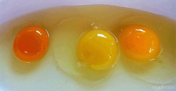 Якого кольору повинні бути яєчні жовтки. Наступного разу, коли ви розіб'єте яйце про сковороду, зверніть увагу на те, як виглядає його жовток.