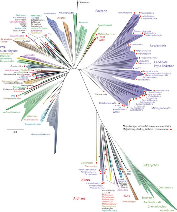 Вчені представили нове дерево життя. При складанні древа життя використовувалися останні геномні дослідження.