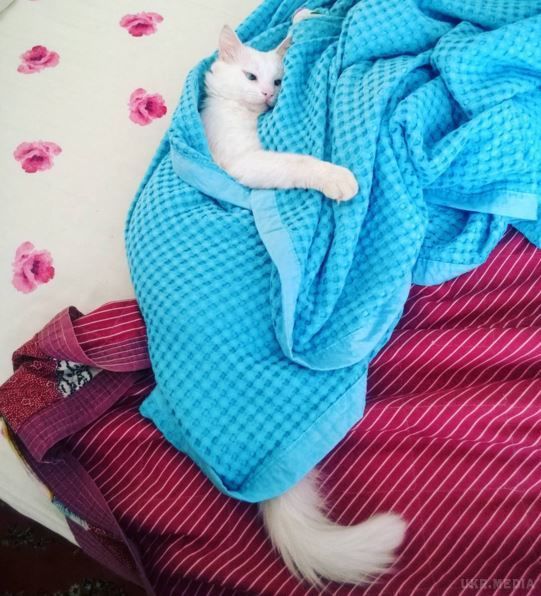 Знайдено "найкрасивішого у світі" котика (фото). Кіт породи турецький ван став новою зіркою інтернету завдяки своїм різнокольоровим очам. 