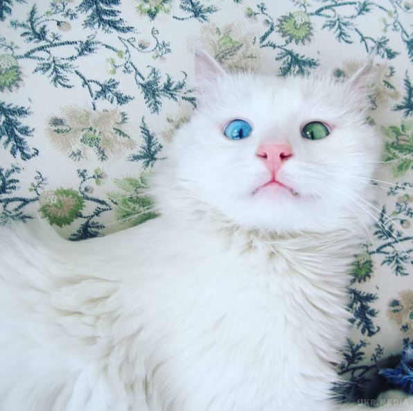 Знайдено "найкрасивішого у світі" котика (фото). Кіт породи турецький ван став новою зіркою інтернету завдяки своїм різнокольоровим очам. 